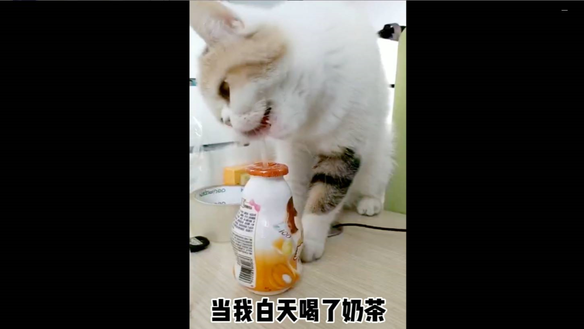 喝了奶茶后的真实写照,我怕猫也这样,所以只敢让它喝爽歪歪